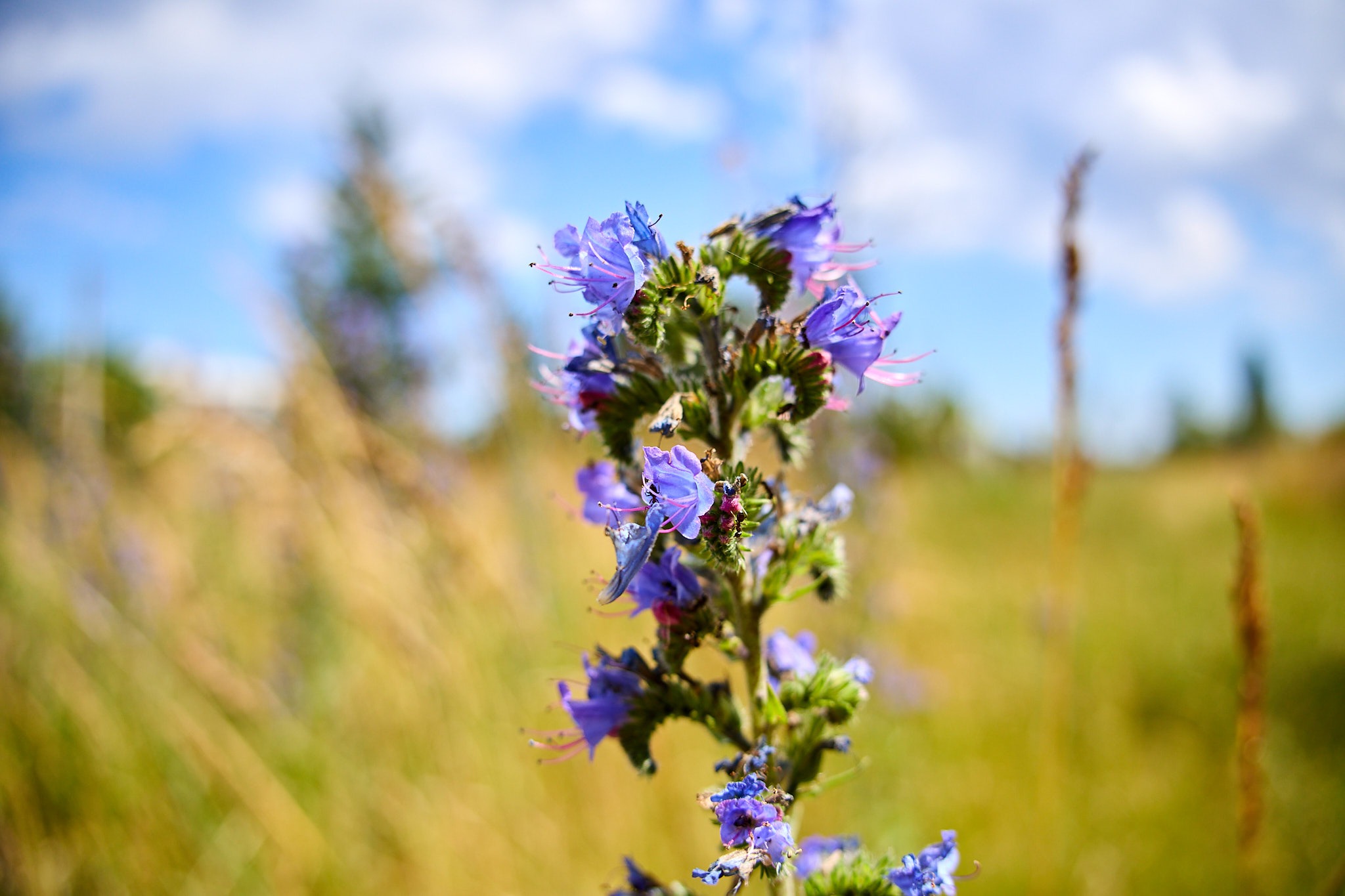 Sigma rf 18 50 28 81